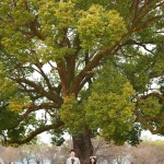 熊本 ドレスオプション-熊本城の大きな木下で