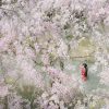 福岡 桜 和装前撮り 舞鶴公園 スタジオフィール