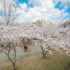 さくら 桜 舞鶴公園 スタジオフィール