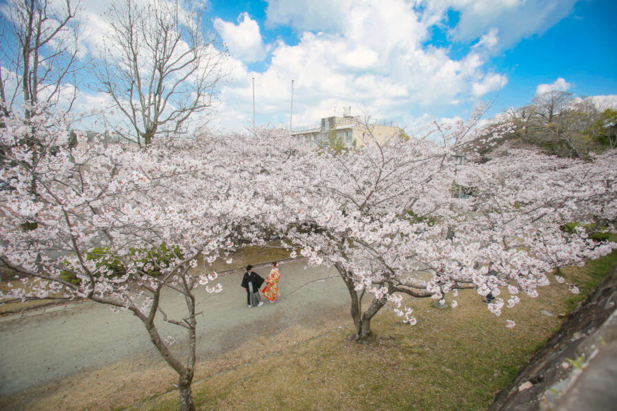 さくら 桜 舞鶴公園 スタジオフィール