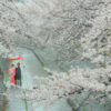 前撮り 福岡 桜