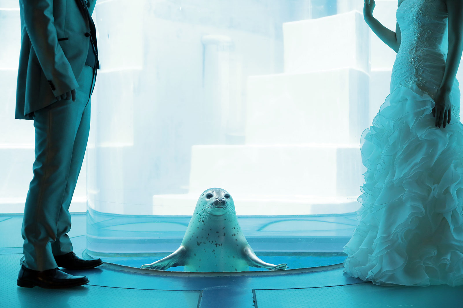 水族館で前撮り 福岡で叶えます 前撮り ブライダル撮影専門スタジオフィール